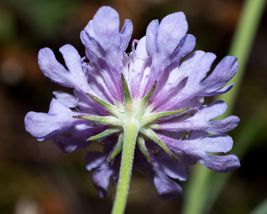 Scabiosa triandra / Vedovina a foglie sottili